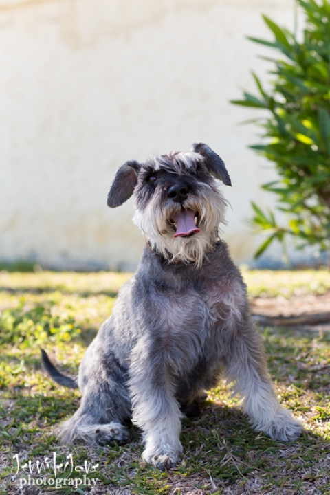 pet-dogs-portrait-photography-shoot-marbella-beach