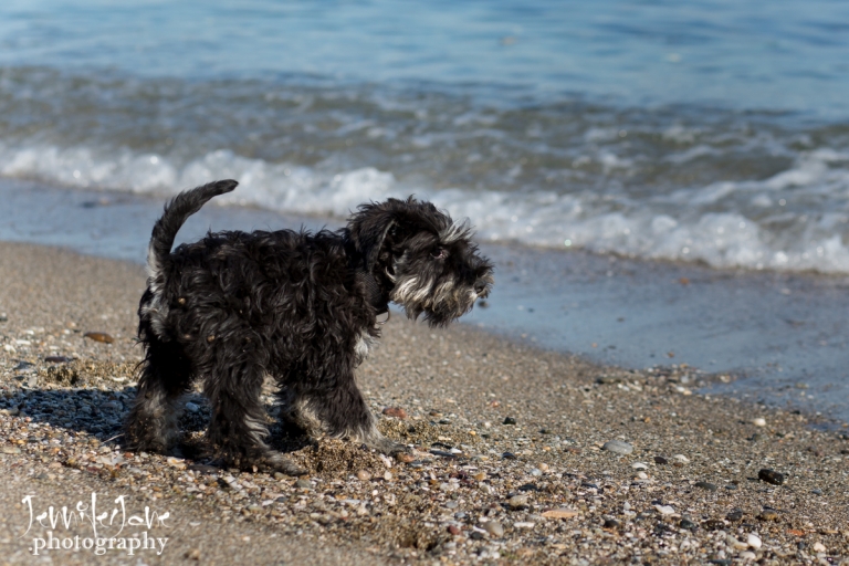 pet-dogs-portrait-photography-shoot-marbella-beach