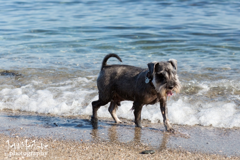 pet-dogs-portrait-photography-shoot-marbella-beach