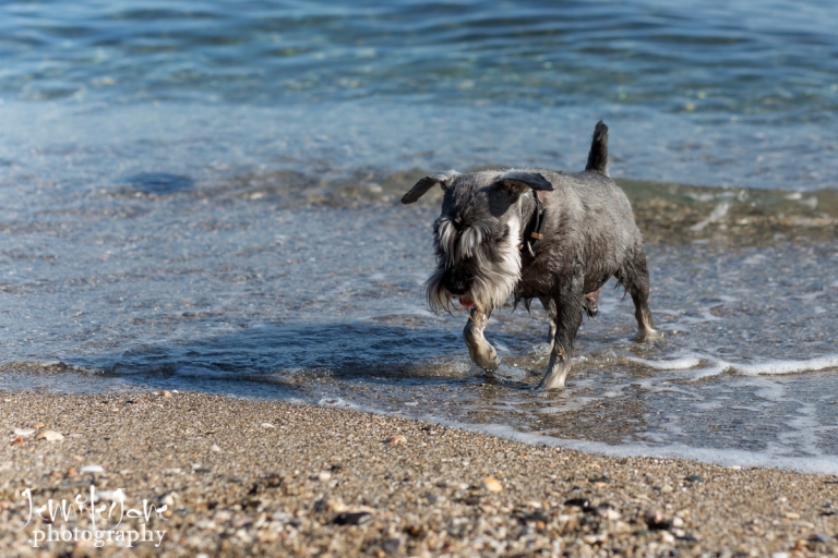 pet-dogs-portrait-photography-shoot-marbella-beach