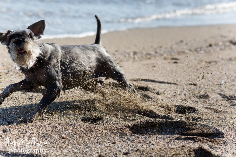 pet-dogs-portrait-photography-shoot-marbella-beach