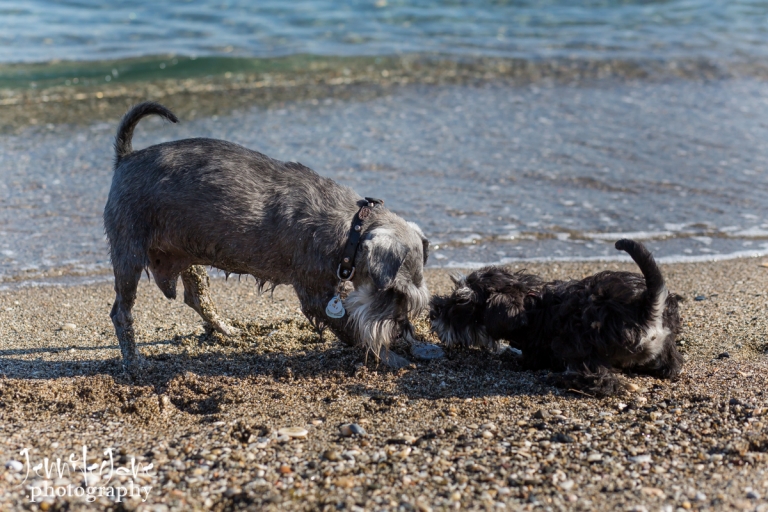 pet-dogs-portrait-photography-shoot-marbella-beach