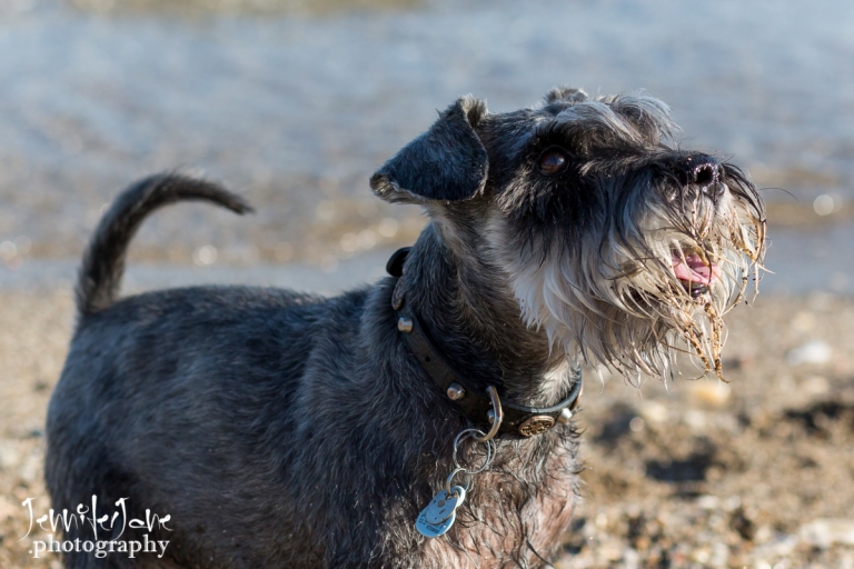 pet-dogs-portrait-photography-shoot-marbella-beach