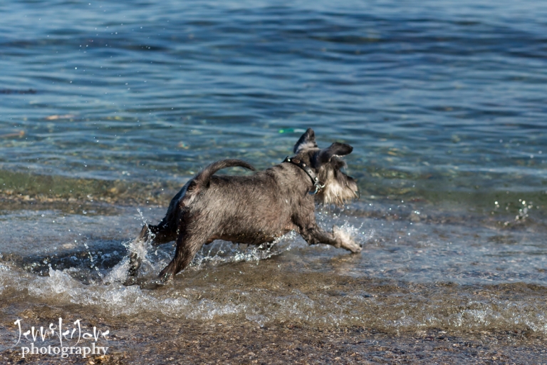 pet-dogs-portrait-photography-shoot-marbella-beach