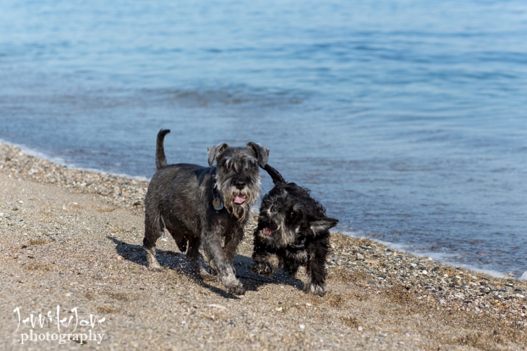 pet-dogs-portrait-photography-shoot-marbella-beach