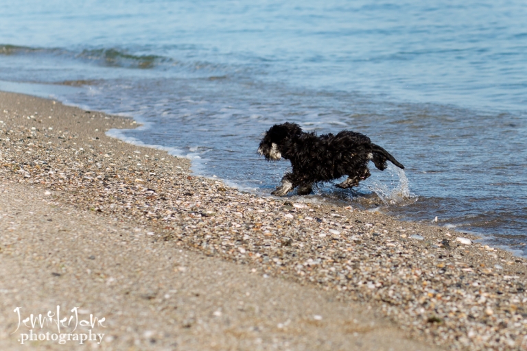 pet-dogs-portrait-photography-shoot-marbella-beach