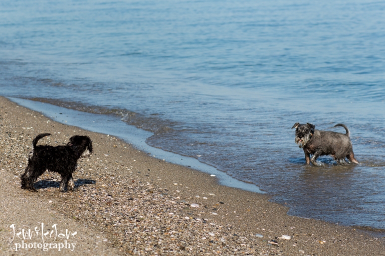 pet-dogs-portrait-photography-shoot-marbella-beach