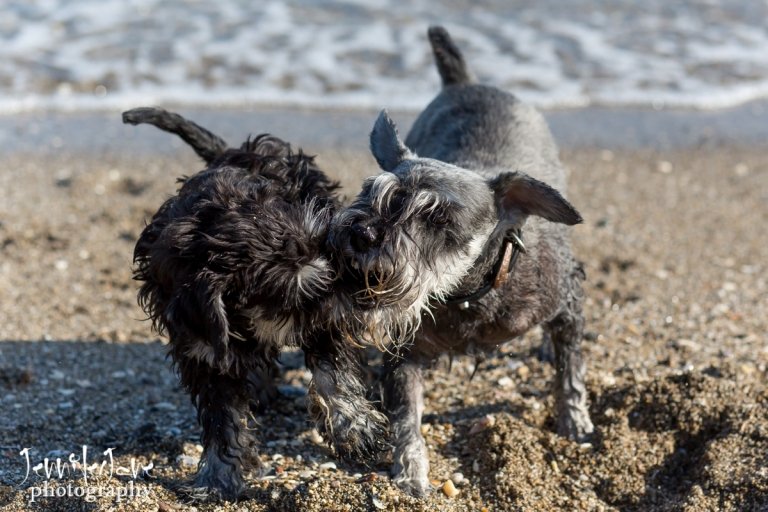 pet-dogs-portrait-photography-shoot-marbella-beach