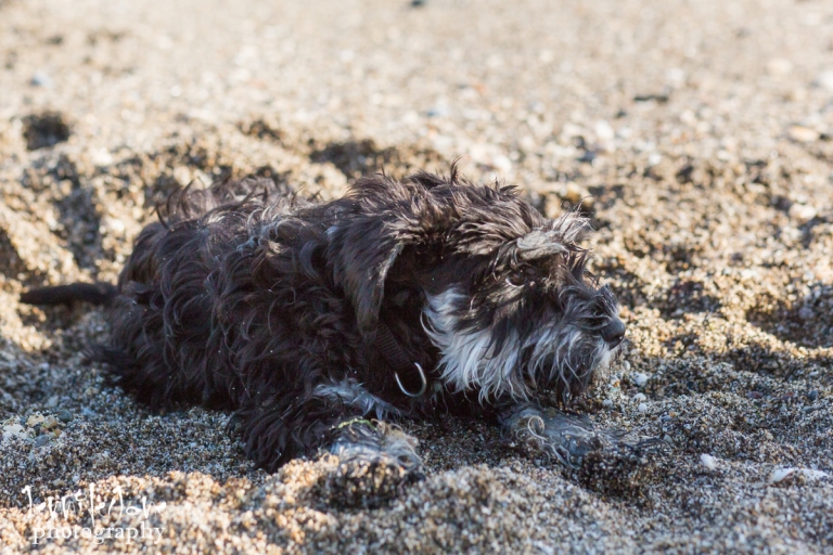pet-dogs-portrait-photography-shoot-marbella-beach