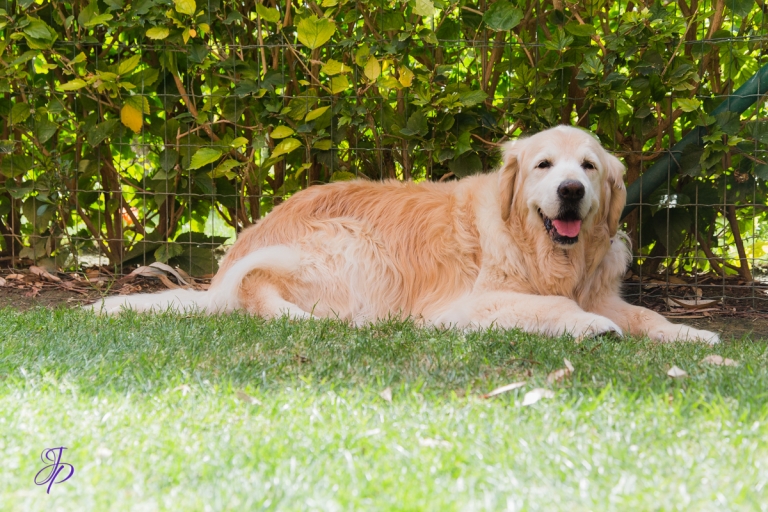 pet_photography_marbella_jenniferjane.photography