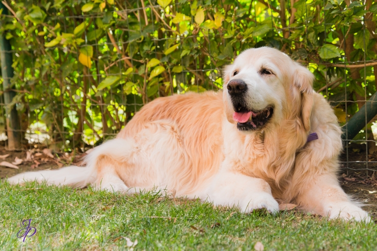 pet_photography_marbella_jenniferjane.photography