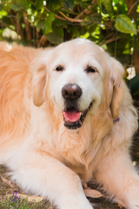 pet_photography_marbella_jenniferjane.photography