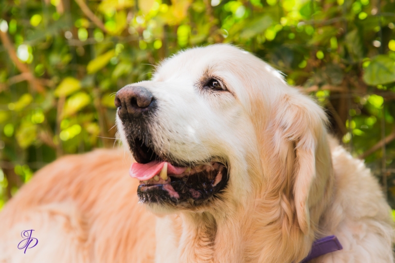 pet_photography_marbella_jenniferjane.photography