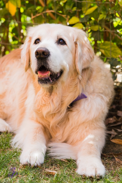 pet_photography_marbella_jenniferjane.photography