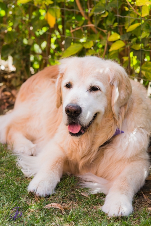 pet_photography_marbella_jenniferjane.photography
