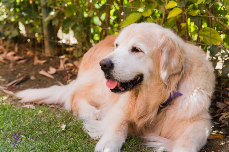 pet_photography_marbella_jenniferjane.photography