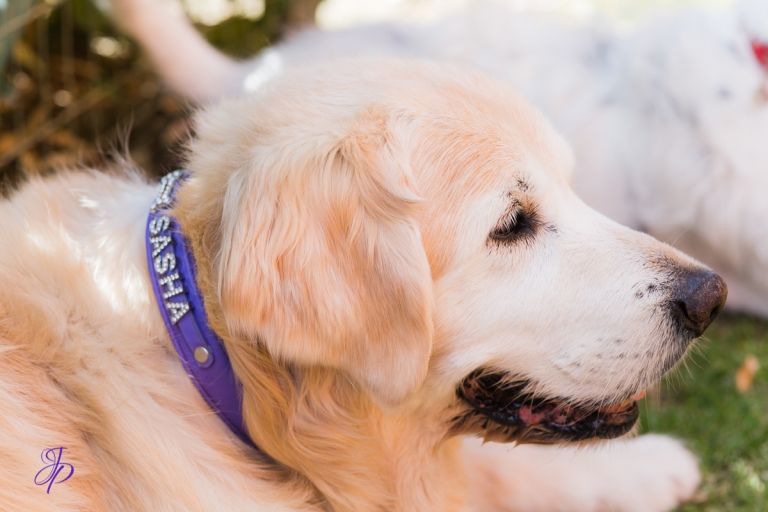 pet_photography_marbella_jenniferjane.photography