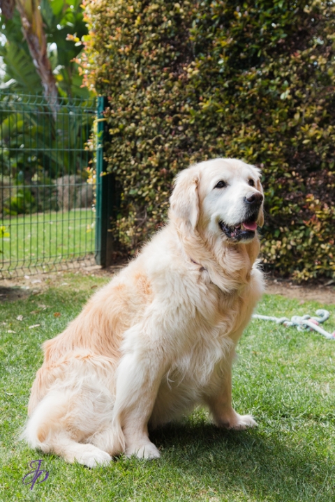 pet_photography_marbella_jenniferjane.photography