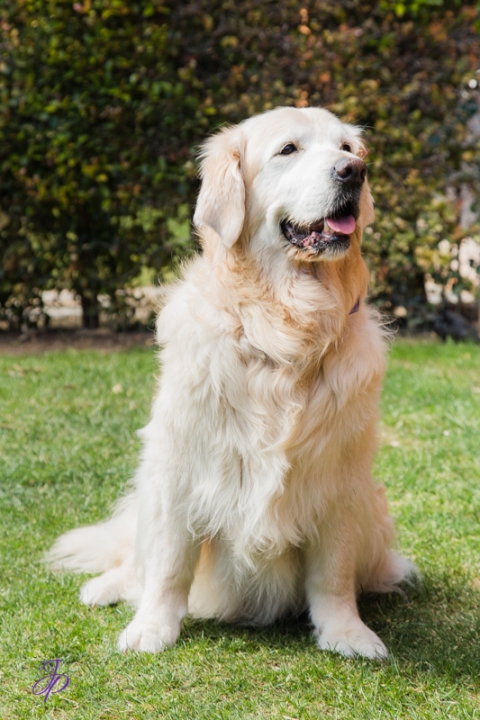 pet_photography_marbella_jenniferjane.photography
