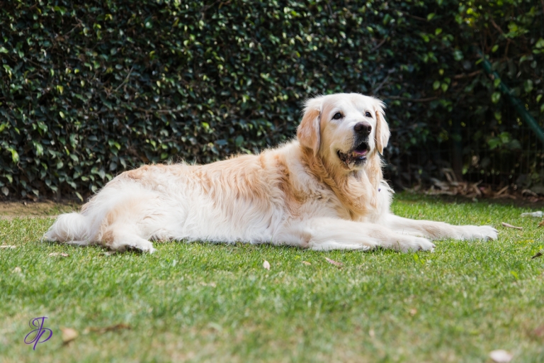 pet_photography_marbella_jenniferjane.photography