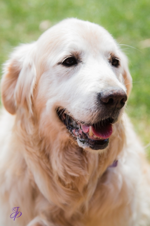 pet_photography_marbella_jenniferjane.photography