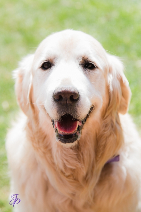 pet_photography_marbella_jenniferjane.photography