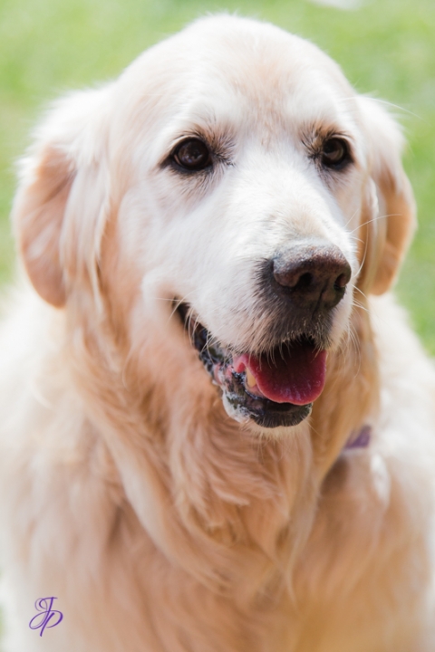 pet_photography_marbella_jenniferjane.photography
