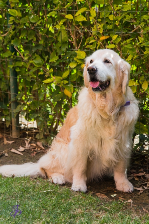 pet_photography_marbella_jenniferjane.photography