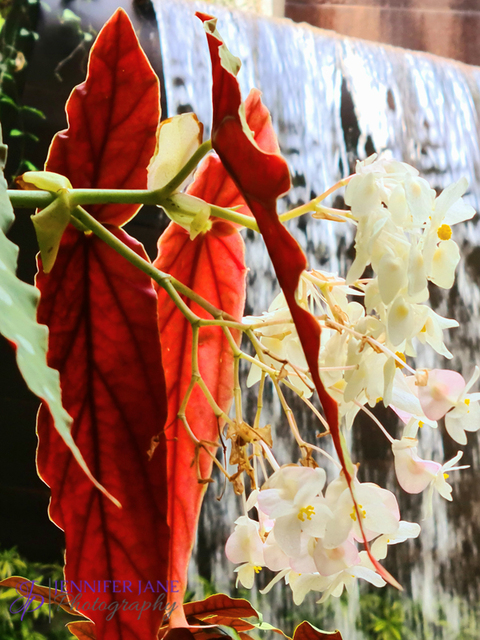 Estepona Ochid House - Orchidarium Estepona - Botanical Gardens -JenniferJane Photography