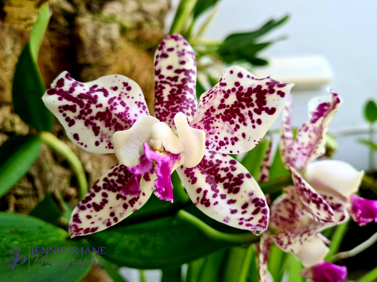 Estepona Ochid House - Orchidarium Estepona - Botanical Gardens -JenniferJane Photography