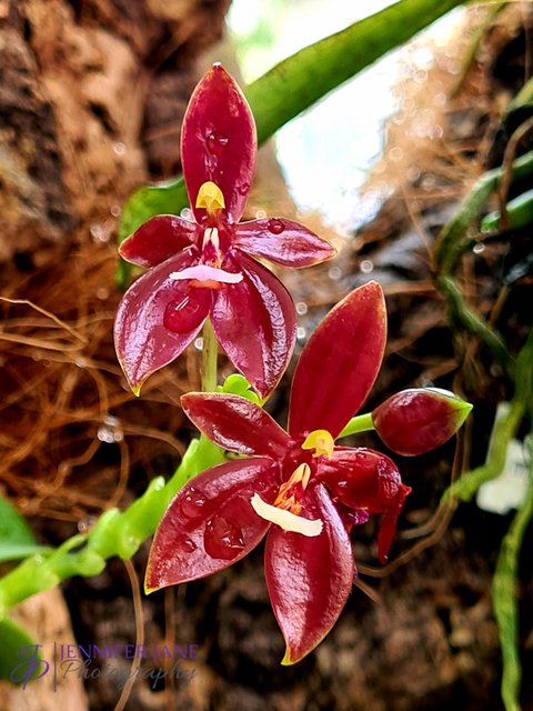Estepona Ochid House - Orchidarium Estepona - Botanical Gardens -JenniferJane Photography