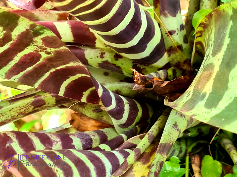 Estepona Ochid House - Orchidarium Estepona - Botanical Gardens -JenniferJane Photography